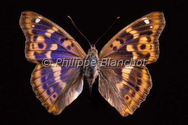 apatura ilia.JPG - Apatura iliaPetit mars changeantLesser Purple EmperorLepidoptera, NymphalidaeFrance